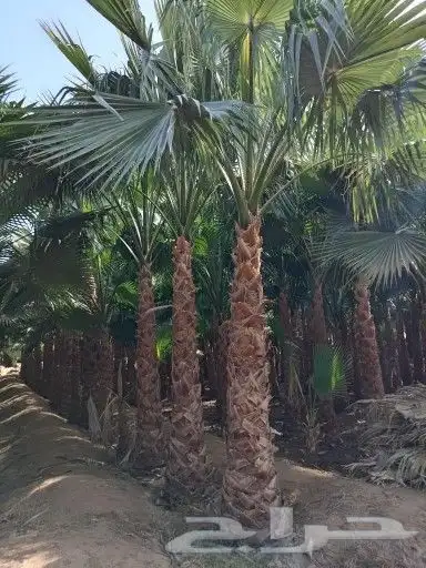 للبيع نخل واشنطني   شجر زيتون 0