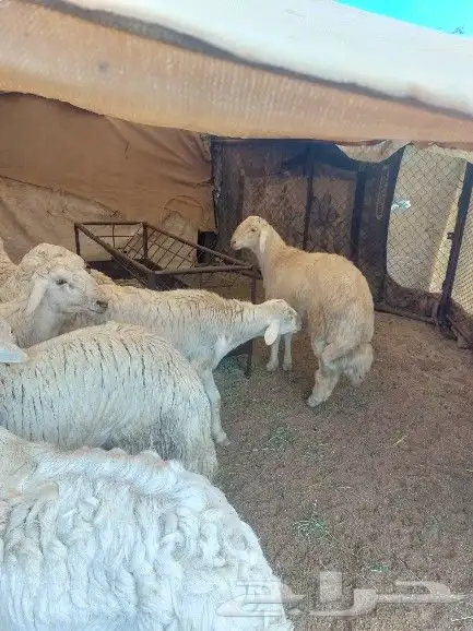طليان جبره للبيع 3