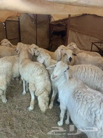 طليان جبره للبيع 2