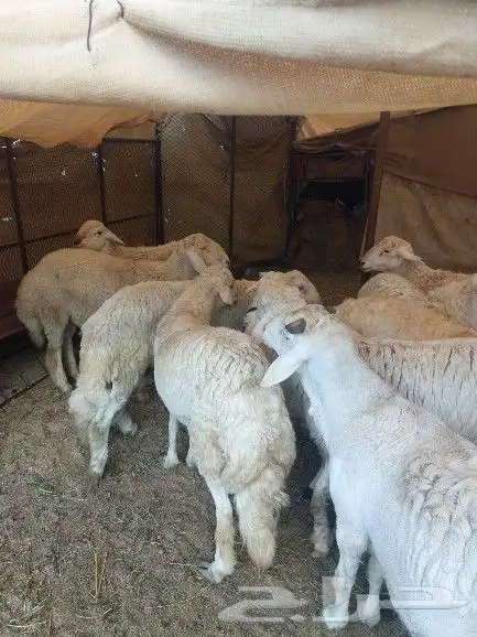 طليان جبره للبيع 1