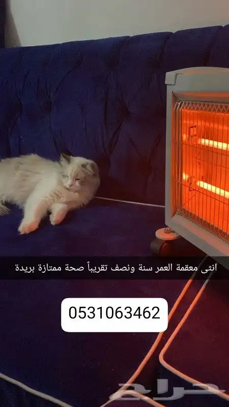 ققط تبني القصيم بريدة معلومات بالصورة 0