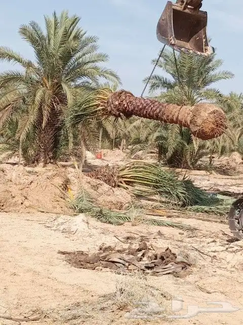 يوجد لا دينا جميع انواع النخيل واشنطني عربي اخلاص برحي صقعي 0