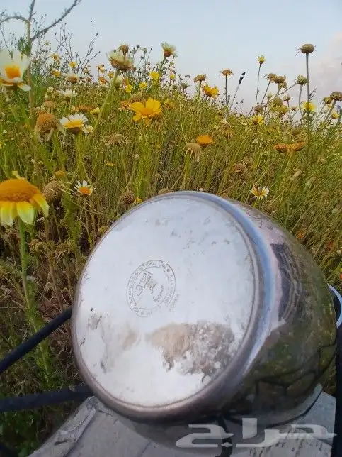 بريق العساف حائل مضلع. . كوري 5