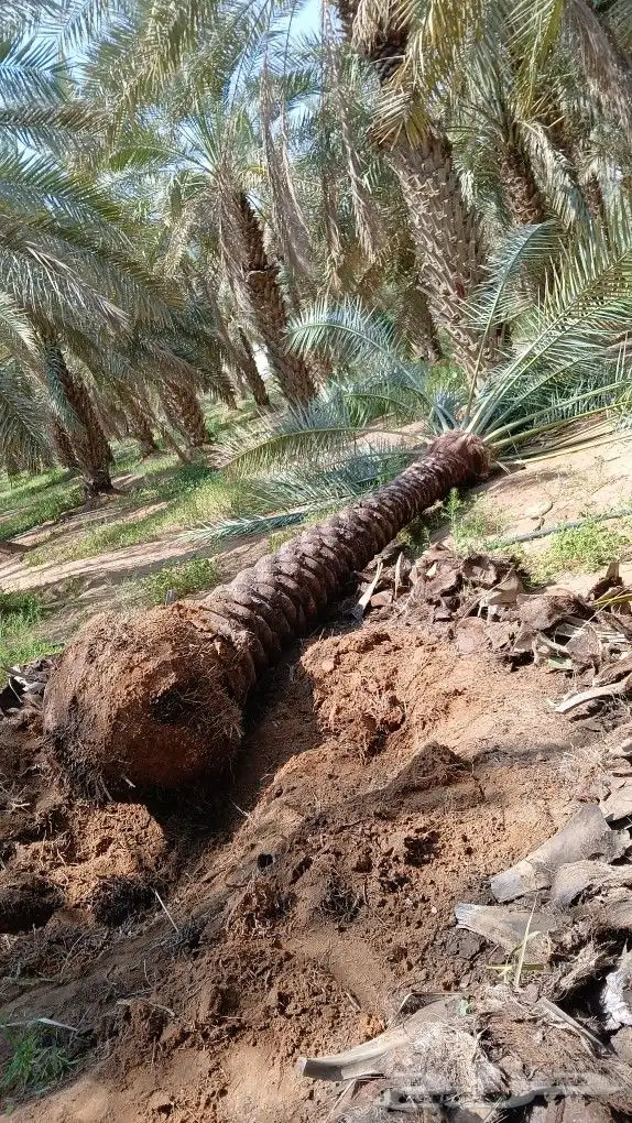 نخل للبيع 5