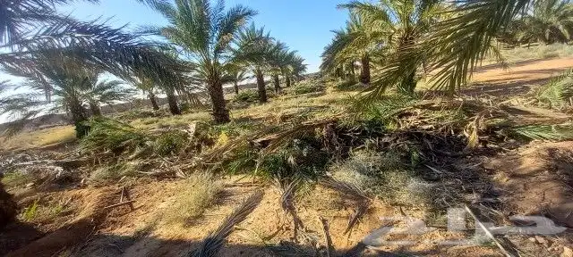 يوجد لا دينا جميع انواع النخيل واشنطني عربي اخلاص برحي صقعي 4