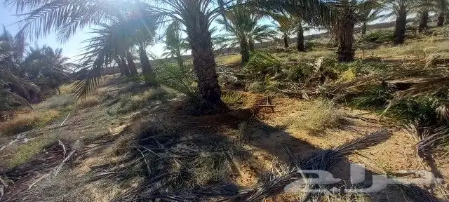 يوجد لا دينا جميع انواع النخيل واشنطني عربي اخلاص برحي صقعي 2