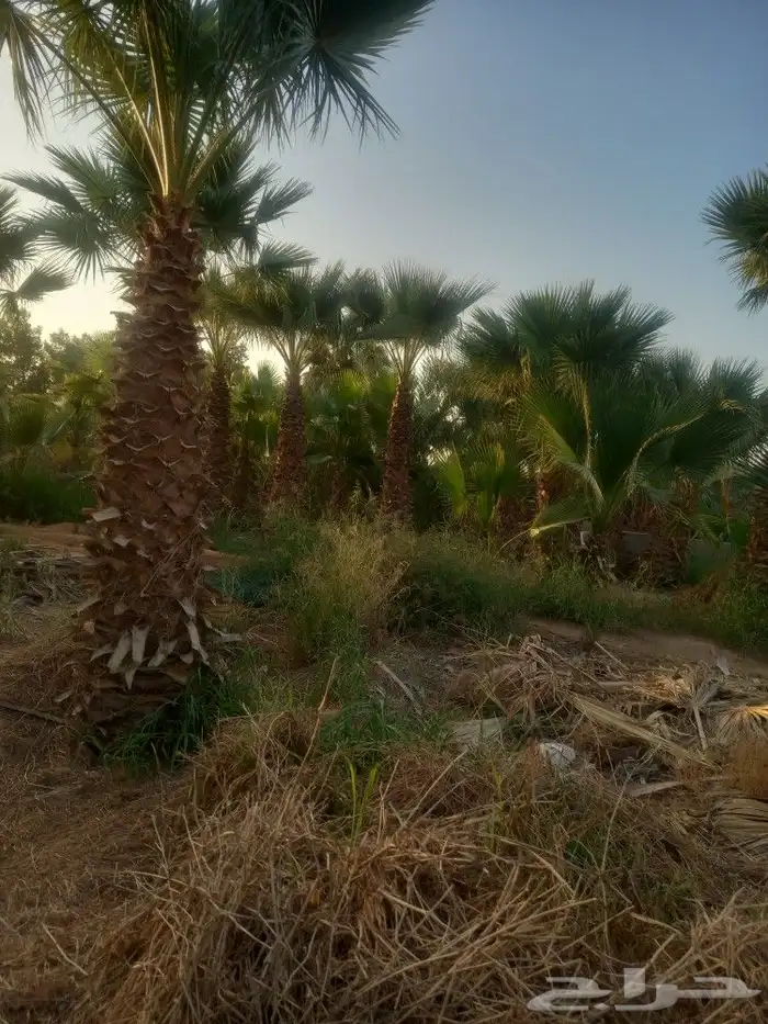 يوجد لا دينا جميع انواع النخيل واشنطني عربي اخلاص برحي صقعي 8