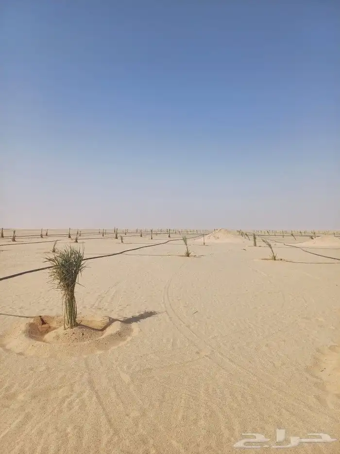 يوجد لدينا فسايل نخيل خلاص حساء اسعار مناسبه 4