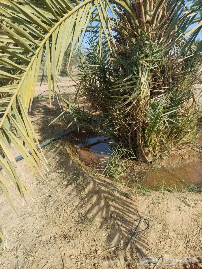 يوجد لدينا فسايل نخيل خلاص حساء اسعار مناسبه 15