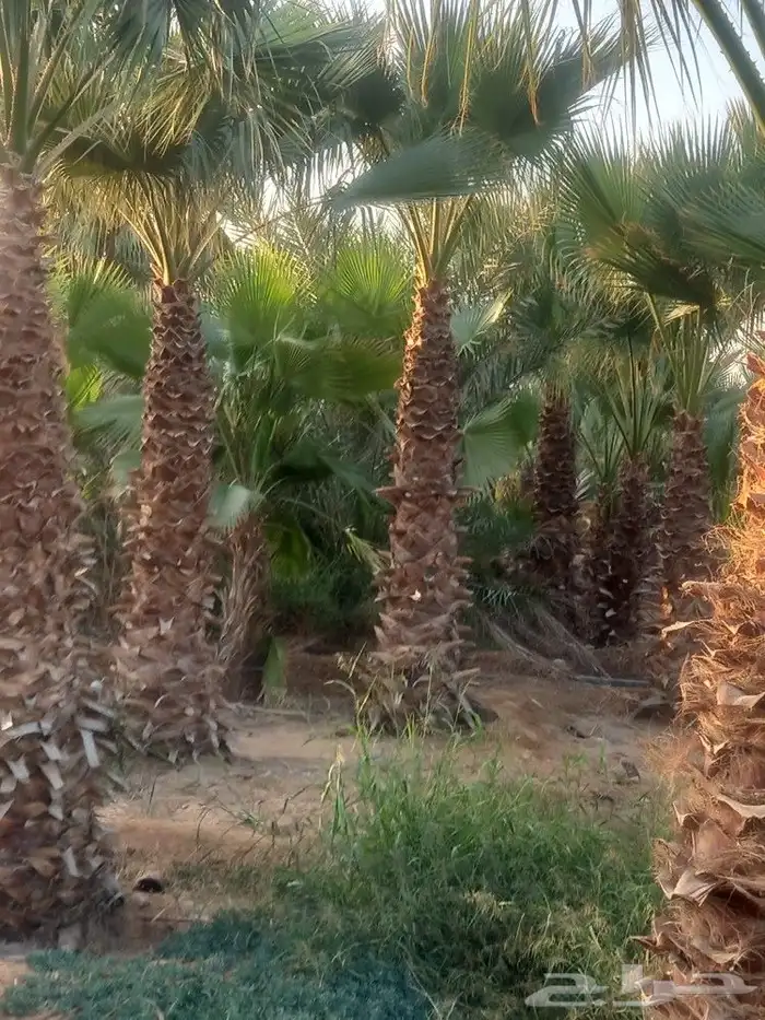 يوجد لا دينا جميع انواع النخيل واشنطني عربي اخلاص برحي صقعي 7