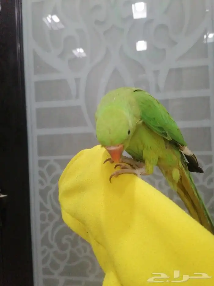 دره هنديه تربيه بداية كلام 2
