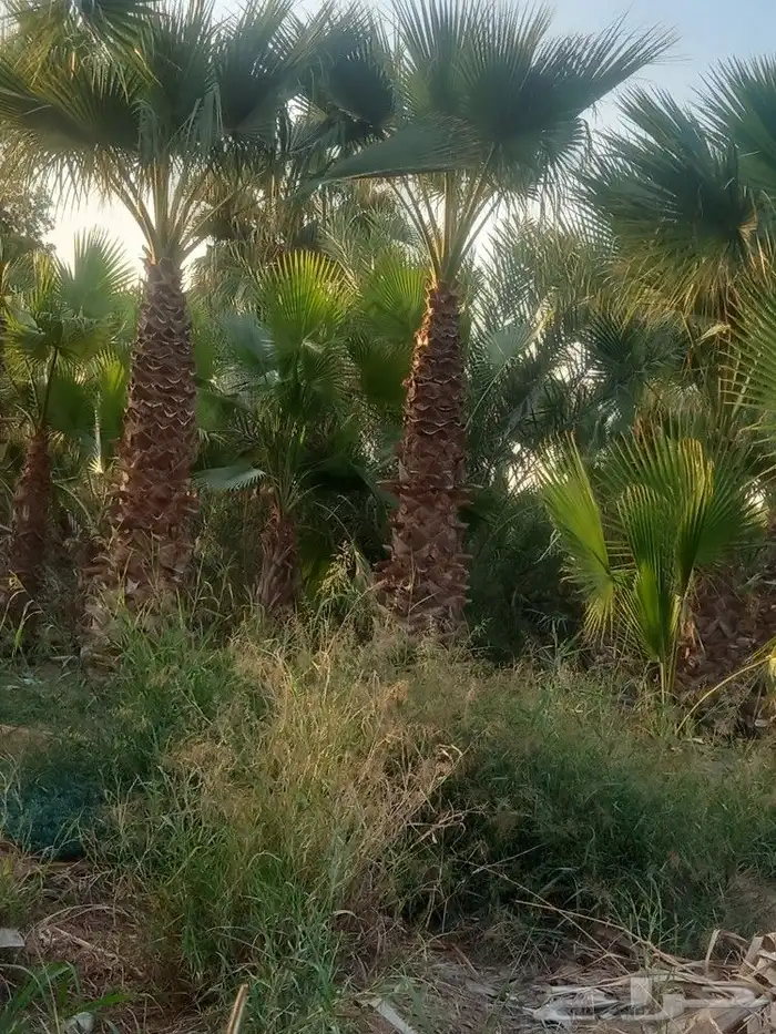 يوجد لا دينا جميع انواع النخيل واشنطني عربي اخلاص برحي صقعي 5