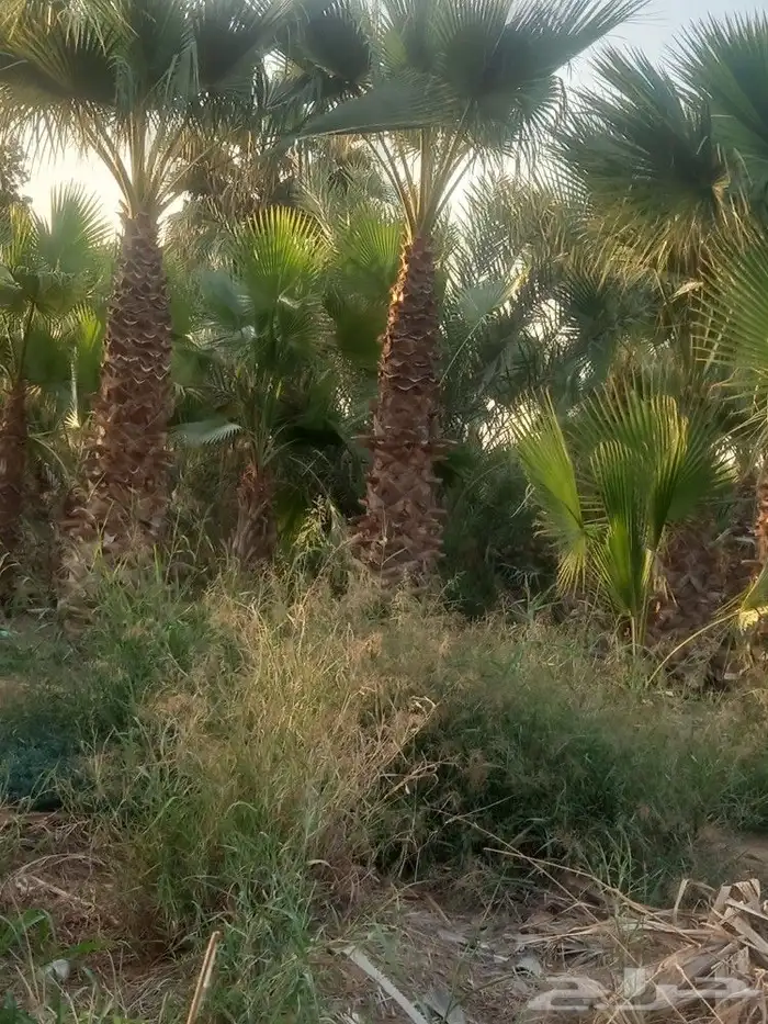 يوجد لا دينا جميع انواع النخيل واشنطني عربي اخلاص برحي صقعي 6