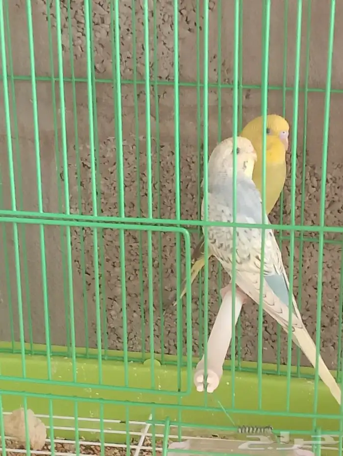طيور الحب بادجي 5