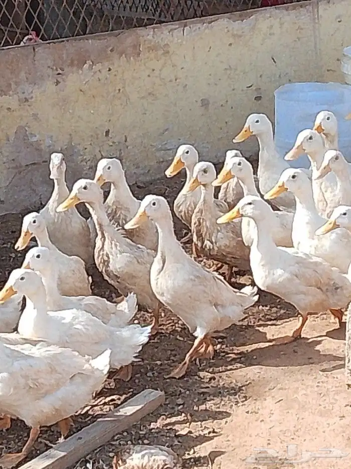 بط بكيني الحبه 20 0