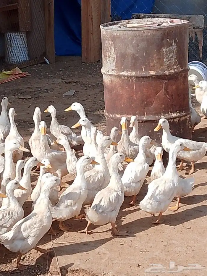 بط بكيني الحبه 20 2