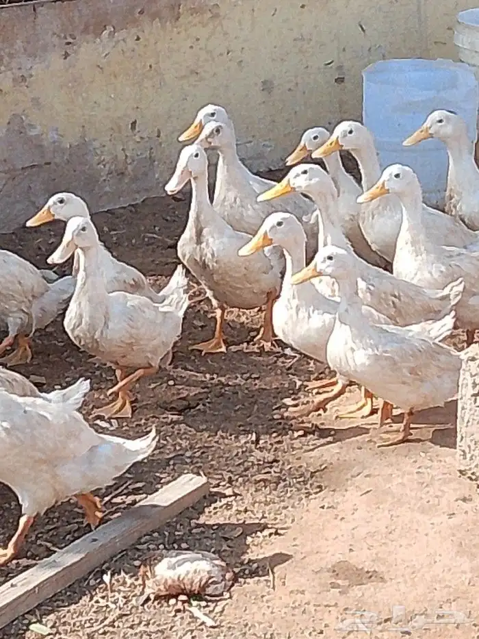 بط بكيني الحبه 20 1