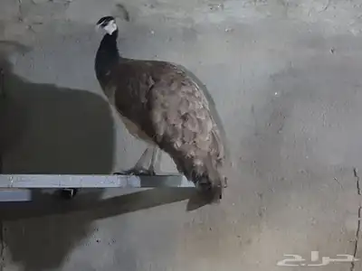 صبيا 1