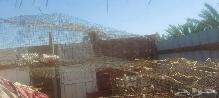 شبك دجاج حمام 0