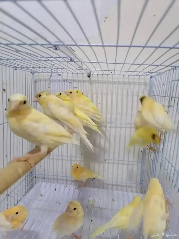 فروخ فرخ كناري سوري الوان حلوه 0