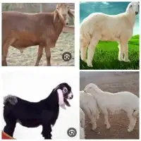 طليان ممتازة وتربية وسعر طيب 0