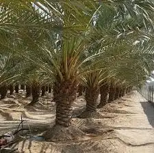 نخل مثمر نوع خلاص و مشكلات للبيع 1