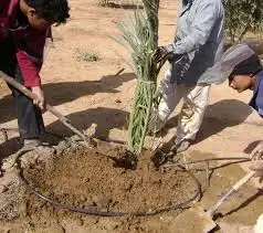 نخل مثمر نوع خلاص و مشكلات للبيع 3