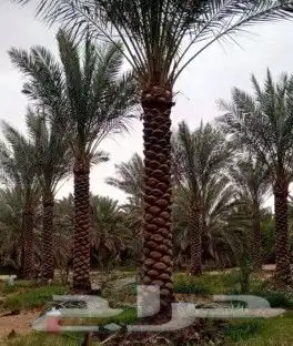 نعم الجميع اشغال النخيل تكريم عربي تكريم هلالي تكريب واشنطن 3