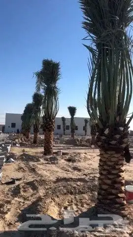 توريد جميع انواع النخيل 0