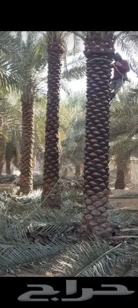 نعم الجميع اشغال النخيل تكريم عربي تكريم هلالي تكريب واشنطن 0
