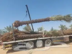 سلام عليكم يوجد لدينا جميع انواع انخيل المثمر وزينه 3