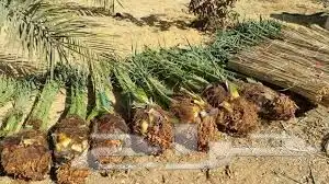 نخل مثمر نوع خلاص و مشكلات للبيع 0