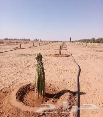 يوجد لدين نخيل من جميع انواع 8