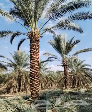 توريد جميع انواع النخيل 4