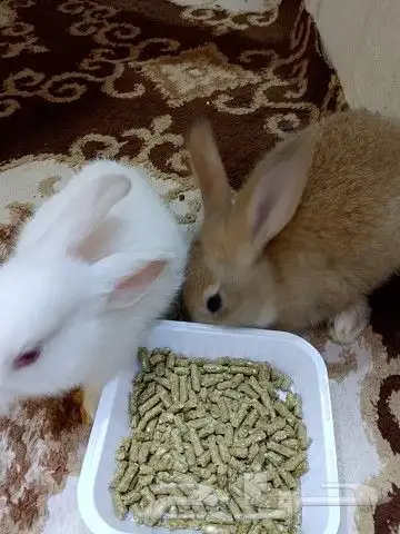 ارانب للبيع 2