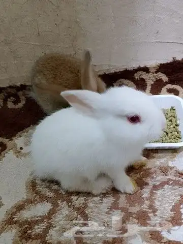 ارانب للبيع 0