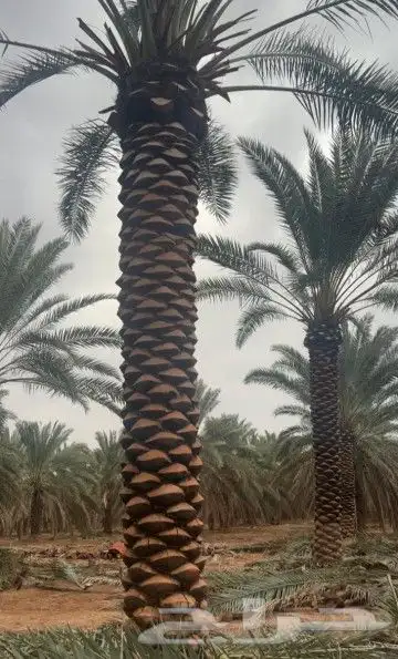 توريد جميع انواع النخيل 5