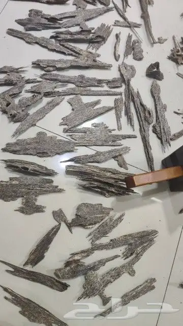 عود كلمنتان الشرقيه 2