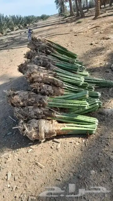نخل للبيع صقعي وشجار زيتون 9
