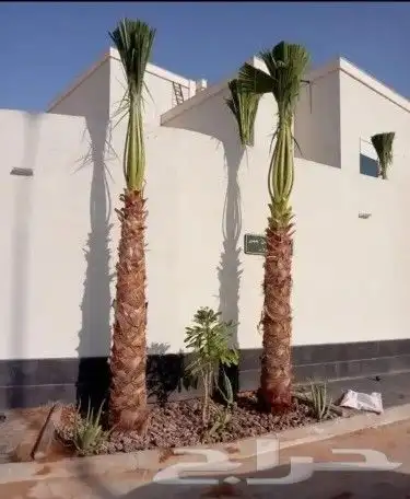 يوجد لدينا جميع انواع النخيل وجميع المقسات المثمره ولواشنطني 3