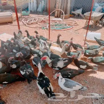 موجود بط سوداني 1