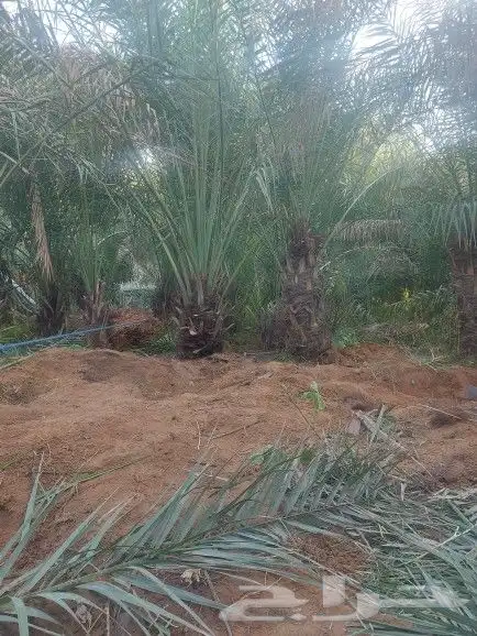 سلام عليكم يوجد لدينا جميع انواع انخيل المثمر وزينه 1