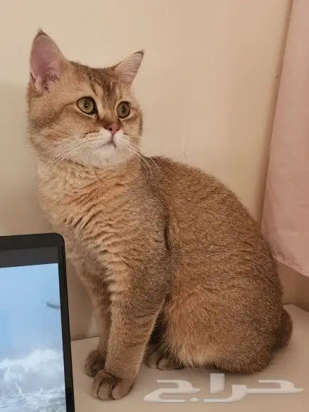 سكوتش قولد ستريت ذكر للبيع 0
