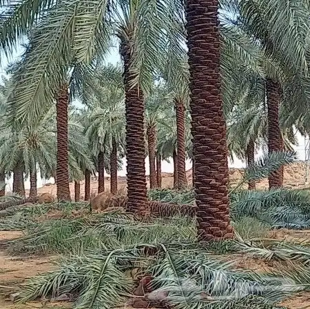 نعم الجميع اشغال النخيل تكريم عربي تكريم هلالي تكريب واشنطن 2