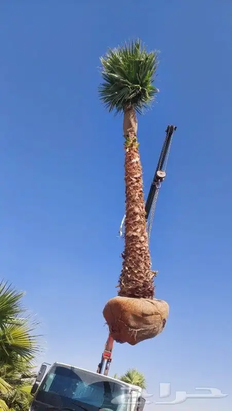نخل للبيع صقعي وشجار زيتون 4