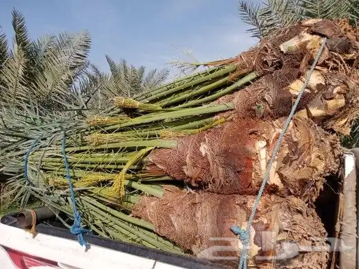 يوجد لدينا جميع انواع النخيل وجميع المقسات المثمره ولواشنطني 0