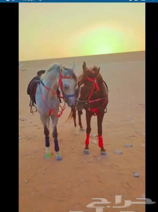 اجار جمال ركبي ودبابات وخيول وطيور (تواصل 1