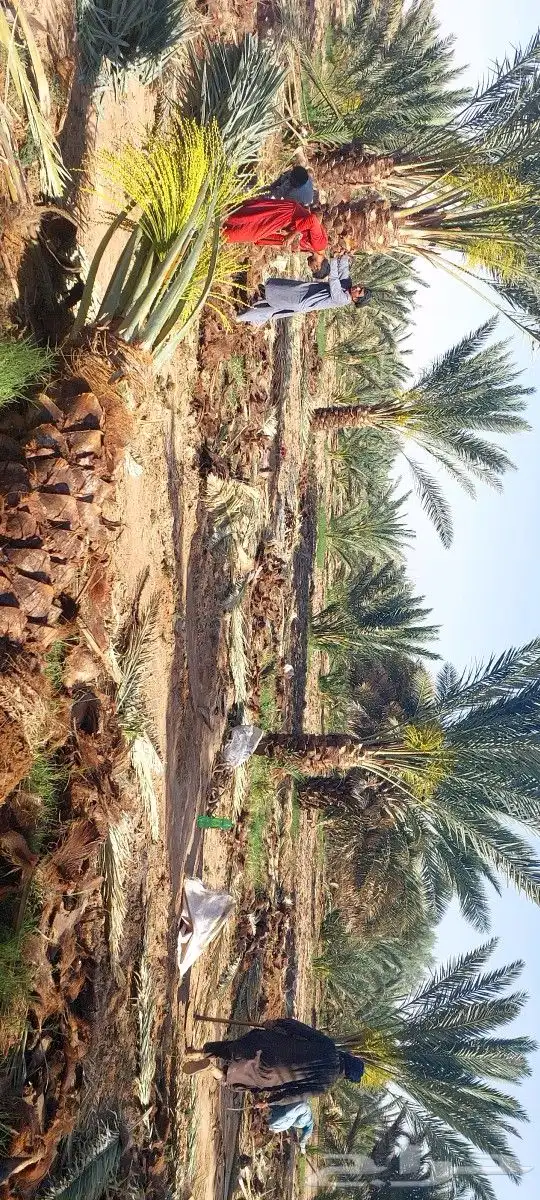 نخل للبيع صقعي وشجار زيتون 1