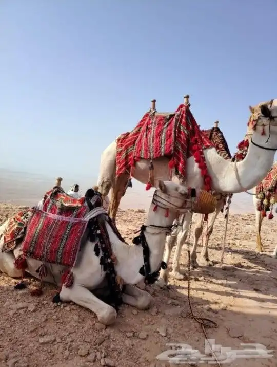 اجار جمال ركبي ودبابات وخيول وطيور (تواصل 0
