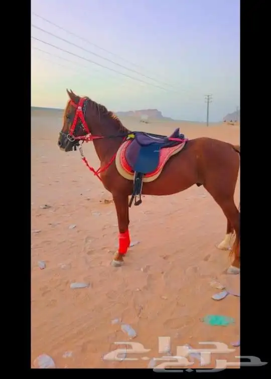 اجار جمال ركبي ودبابات وخيول وطيور (تواصل 3